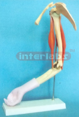 ELBOW MUSCULAR MODEL FOR DEMONSTRATION WITH SCAPULA AND CLAVICLE